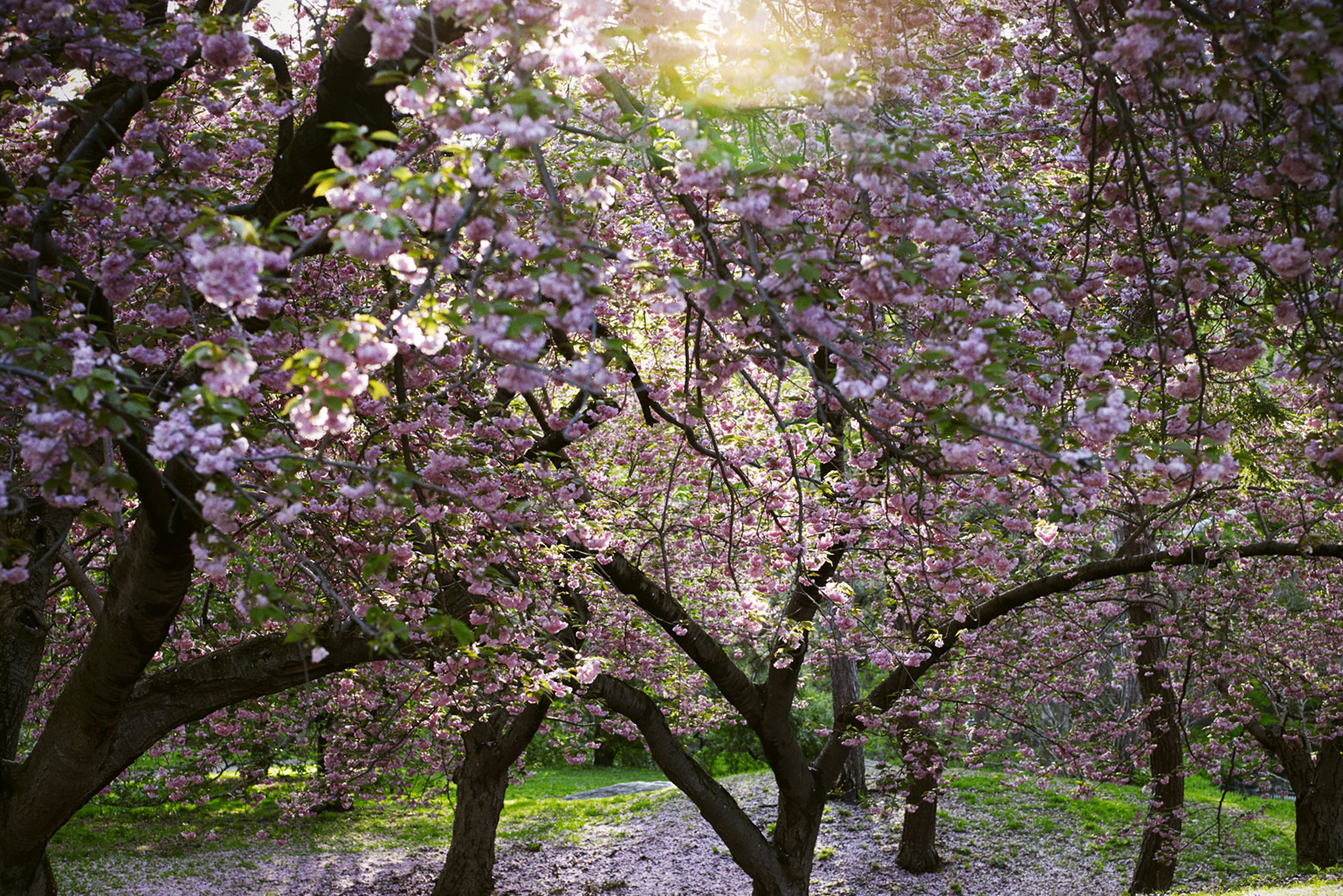 Park Hyatt New-York AD : Robert Louey, Regina Rubino AB : Lisa Sofarelli