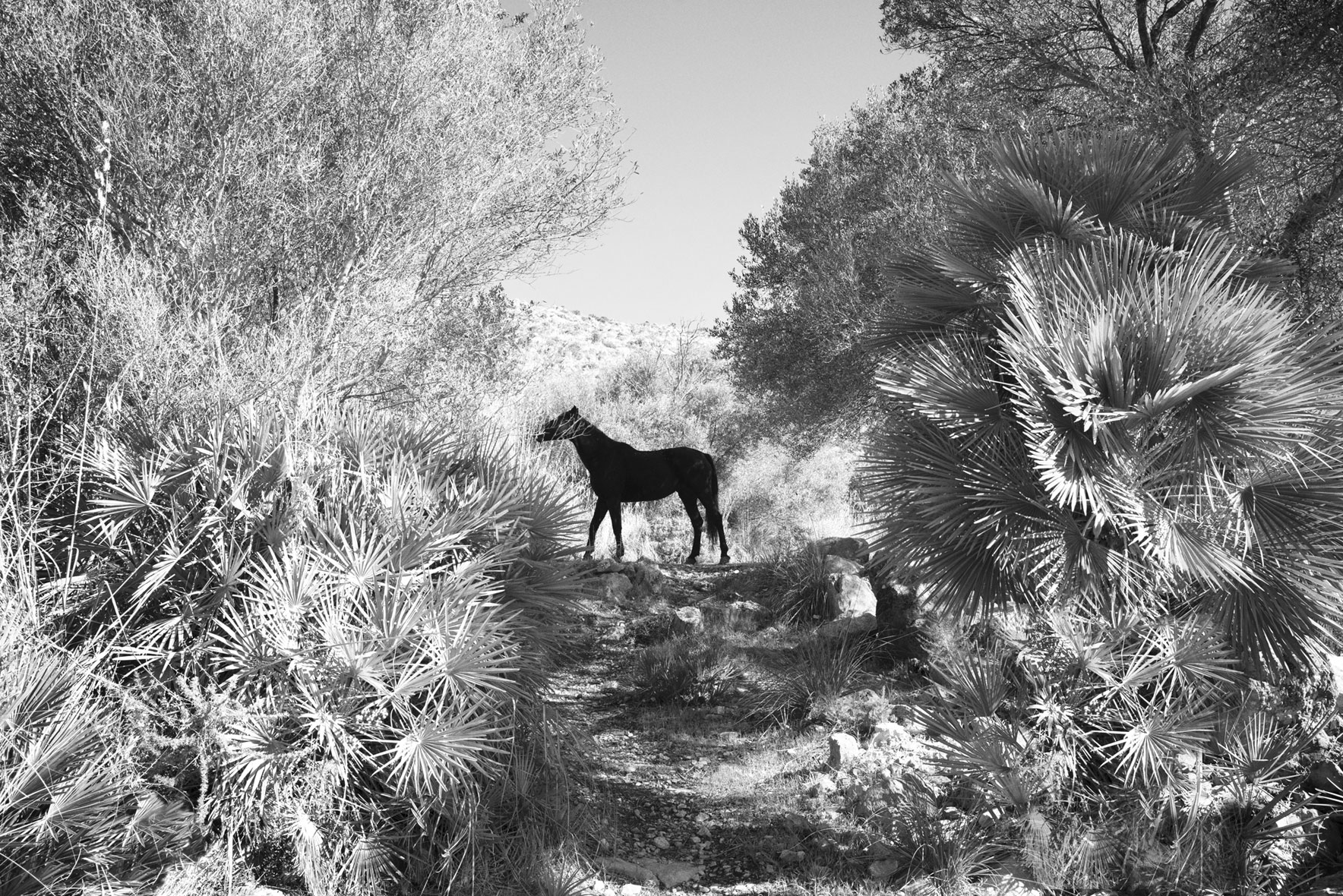 Park Hyatt Mallorca – Landscapes AB : HENNY FRAZER